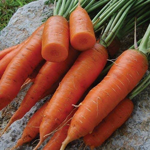 CARROT TOPWEIGHT SEED