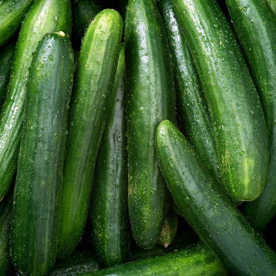 CUCUMBER CONTINENTAL SEED