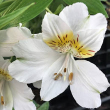 Load image into Gallery viewer, ALSTROEMERIA BORDER SUMMER PARADISE SUMMER SKY 2.5L
