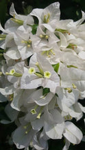 Load image into Gallery viewer, BOUGAINVILLEA RED DRAGON QUITE WHITE 2.0L
