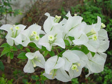 Load image into Gallery viewer, BOUGAINVILLEA RED DRAGON QUITE WHITE 2.0L
