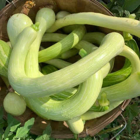 ZUCCHETTA TROMBONCINO SEED