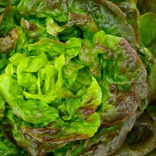 Load image into Gallery viewer, LETTUCE LATTUGA CIUCCA SEED
