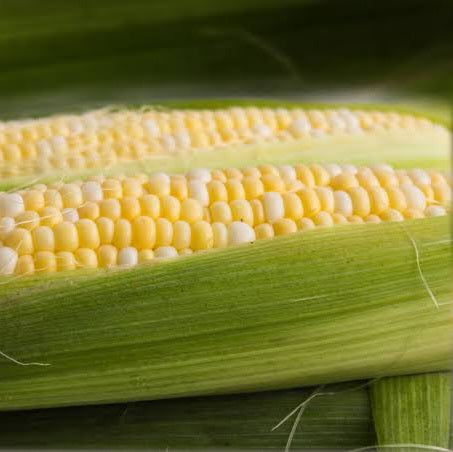 SWEETCORN SUN & SNOW SEED