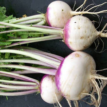 Load image into Gallery viewer, TURNIP PURPLE TOP WHITE GLOBE SEED
