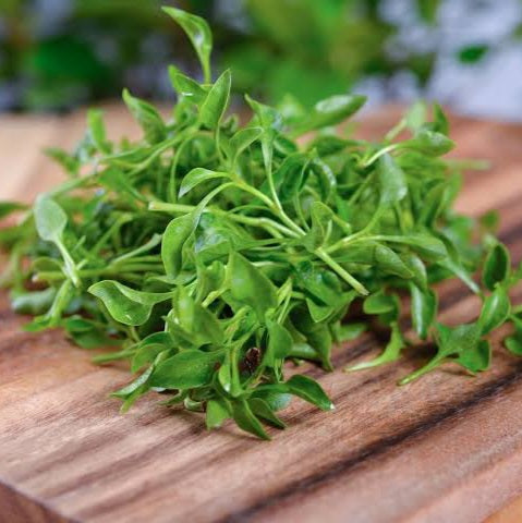 WATERCRESS SEED