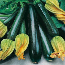 Load image into Gallery viewer, ZUCCHINI BLACKJACK SEED
