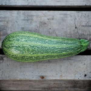 ZUCCHINI GREYZINNI SEED