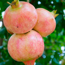 Load image into Gallery viewer, POMEGRANATE EVERSWEET 3.0L
