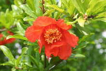 Load image into Gallery viewer, POMEGRANATE GRANATUM 3.0L
