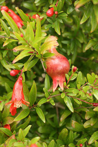 POMEGRANATE GRANATUM 3.0L