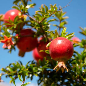 POMEGRANATE GRANATUM 3.0L