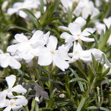 Load image into Gallery viewer, PHLOX SUBULATA WHITE 2.0L
