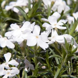 PHLOX SUBULATA WHITE 2.0L