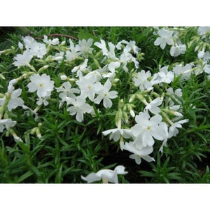 PHLOX SUBULATA WHITE 2.0L