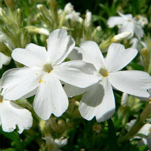 Load image into Gallery viewer, PHLOX SUBULATA WHITE 2.0L
