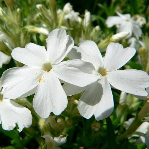 PHLOX SUBULATA WHITE 2.0L