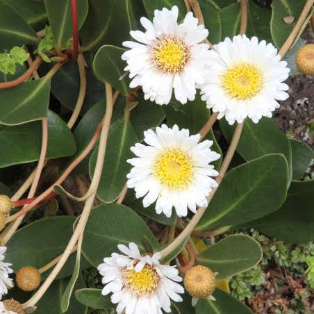 PACHYSTEGIA INSIGNIS RUFA 2.0L