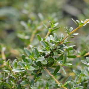 COPROSMA KIRKII