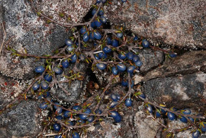 COPROSMA BRUNNEA 1.5L