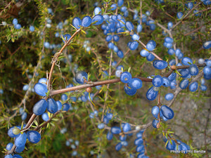 COPROSMA BRUNNEA 1.5L