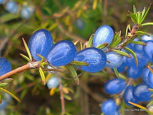 COPROSMA BRUNNEA 1.5L