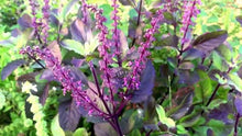 Load image into Gallery viewer, HOLY BASIL TULSI SEED
