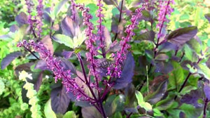 HOLY BASIL TULSI SEED