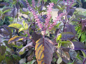 HOLY BASIL TULSI SEED