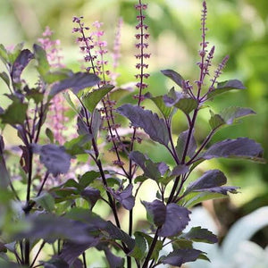 HOLY BASIL TULSI SEED