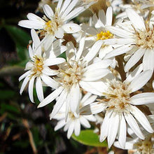 Load image into Gallery viewer, OLEARIA CHEESEMANII 2.0L
