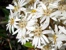 Load image into Gallery viewer, OLEARIA CHEESEMANII 2.0L
