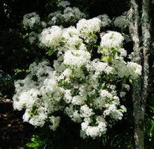 Load image into Gallery viewer, OLEARIA CHEESEMANII 2.0L
