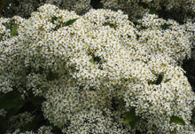 Load image into Gallery viewer, OLEARIA CHEESEMANII 2.0L
