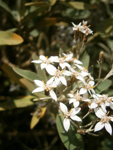 OLEARIA TRAVERSII CHATHAM ISLAND AKEAKE 2.0L