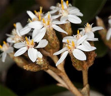 Load image into Gallery viewer, OLEARIA FURFURACEA AKEPIRO 1.5L
