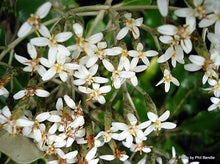 Load image into Gallery viewer, OLEARIA FURFURACEA AKEPIRO 1.5L
