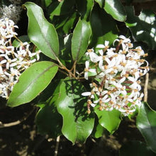 Load image into Gallery viewer, OLEARIA FURFURACEA AKEPIRO 1.5L
