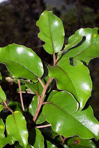 OLEARIA FURFURACEA AKEPIRO 1.5L