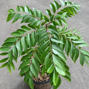 MURRAYA KOENEGII CURRY TREE 2.0L