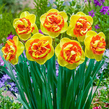 Load image into Gallery viewer, DAFFODIL DOUBLE KIWI SUNSET 5PK
