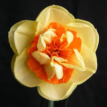 Load image into Gallery viewer, DAFFODIL DOUBLE KIWI SUNSET 5PK
