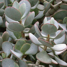 Load image into Gallery viewer, CRASSULA ARBOURESENCE
