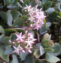 Load image into Gallery viewer, CRASSULA ARBOURESENCE
