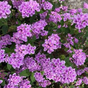 LANTANA MONTEVIDENSIS