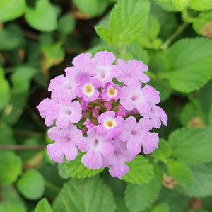 LANTANA MONTEVIDENSIS