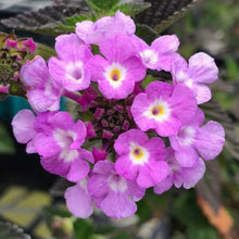 Load image into Gallery viewer, LANTANA MONTEVIDENSIS
