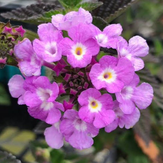 LANTANA MONTEVIDENSIS