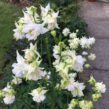 Load image into Gallery viewer, AQUILEGIA GREEN APPLES 14CM
