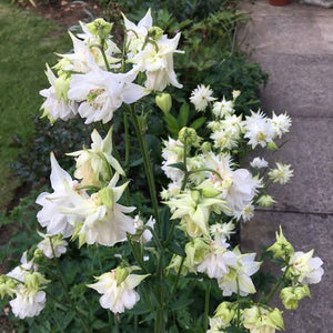 AQUILEGIA GREEN APPLES 14CM